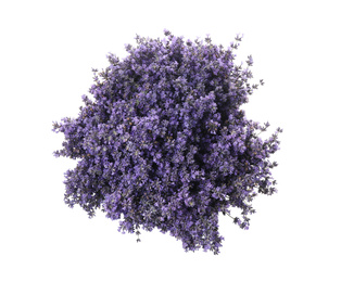 Photo of Beautiful lavender bouquet isolated on white, top view