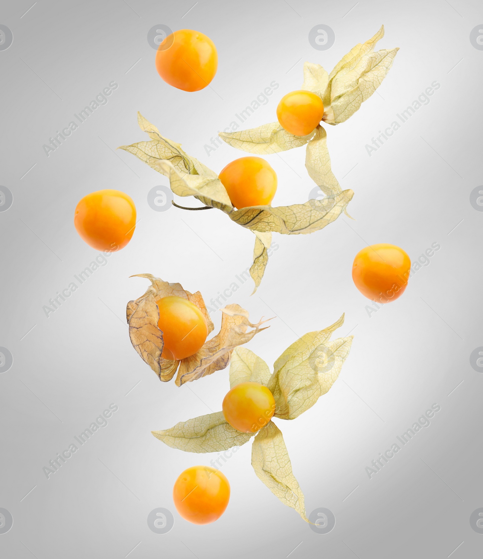 Image of Ripe orange physalis fruits with calyx falling on light grey background