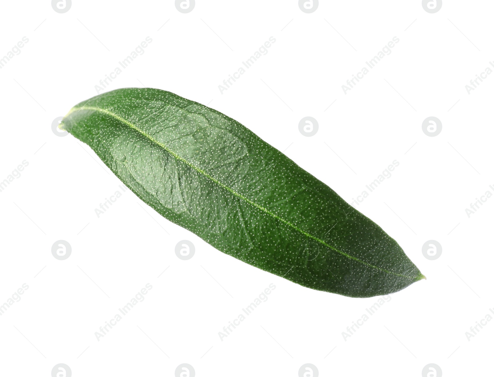 Photo of Fresh green olive leaf on white background