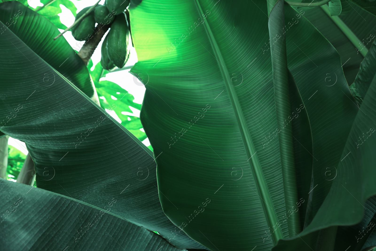 Photo of Banana tree with green leaves growing outdoors, closeup