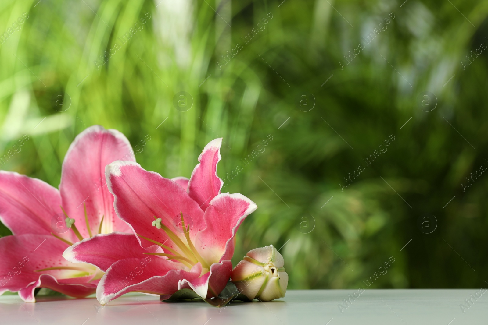 Photo of Beautiful pink lily flowers on table outdoors, space for text