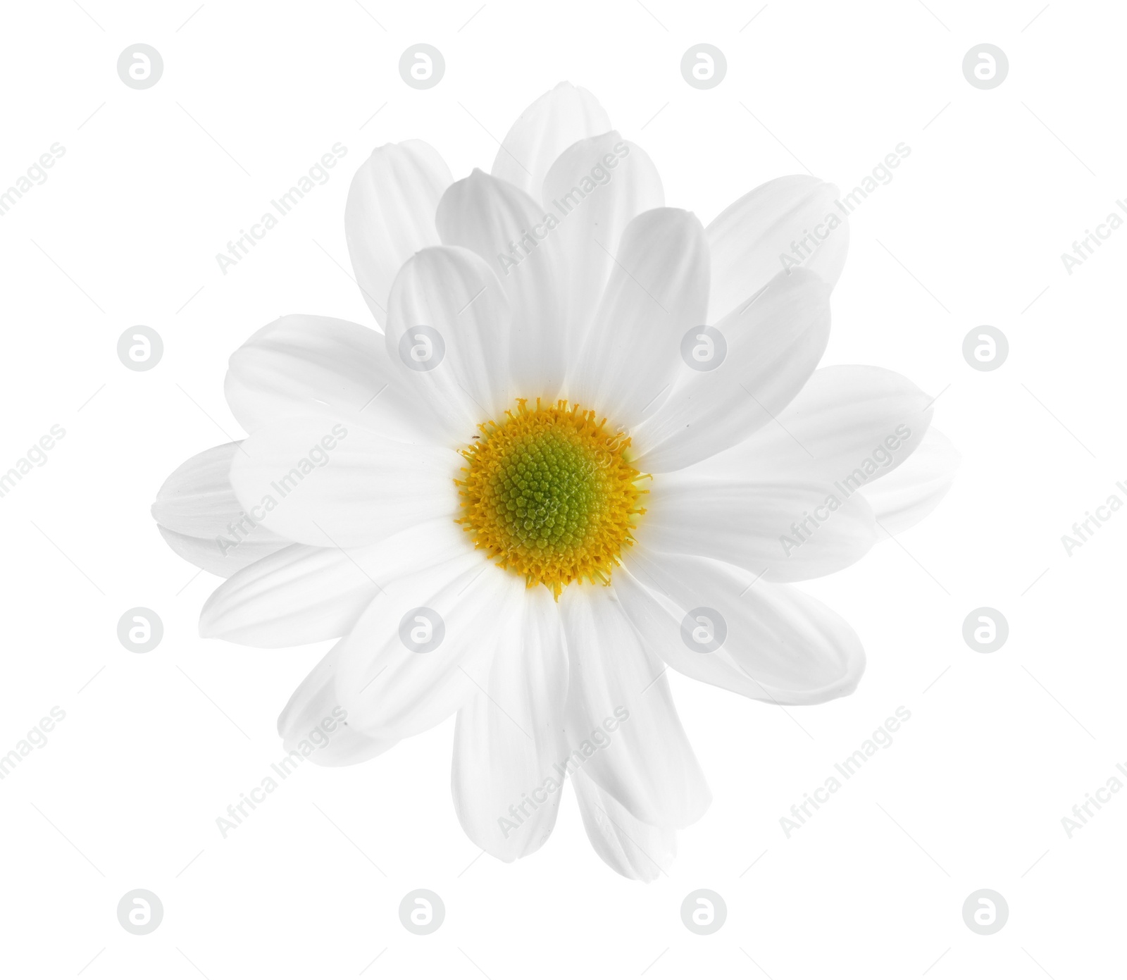 Photo of Beautiful and delicate chamomile flower on white background