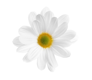 Beautiful and delicate chamomile flower on white background