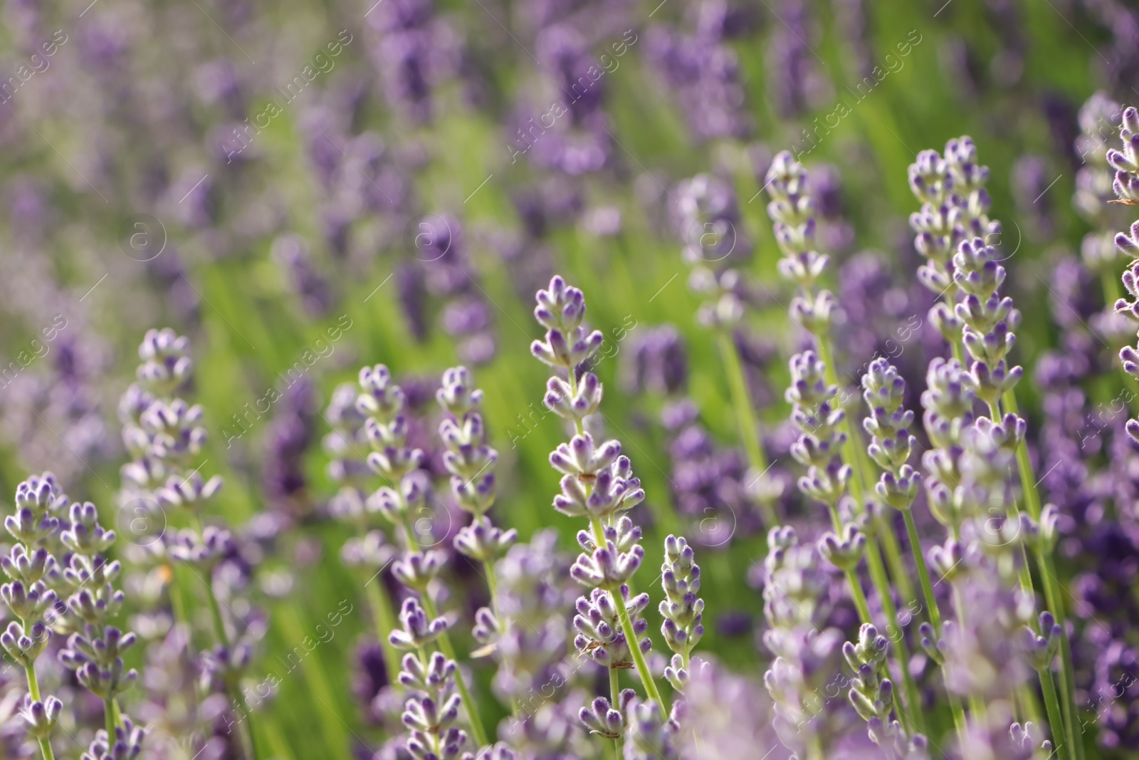 Photo of Beautiful blooming lavender plants in field on sunny day, closeup