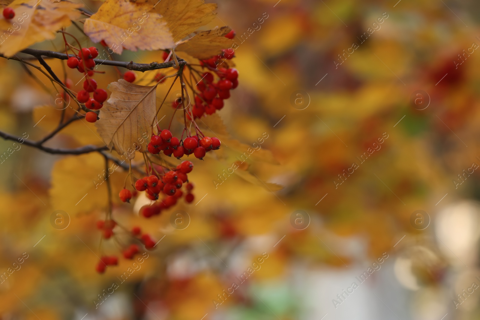 Photo of Rowan tree branches with red berries outdoors, space for text