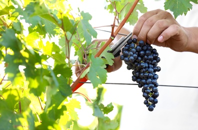 Man cutting bunch of fresh ripe juicy grapes with pruner outdoors, closeup