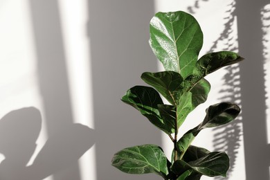 Beautiful ficus plant with wet leaves near white wall, space for text. House decoration