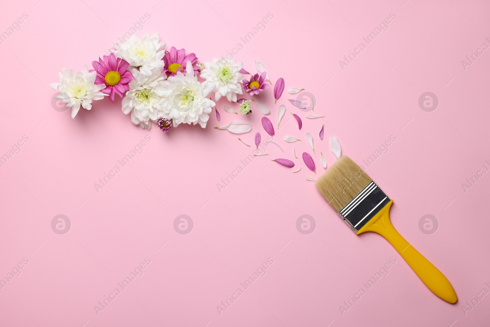 Photo of Brush painting with colorful flowers and petals of chrysanthemum on pink background, flat lay. Creative concept