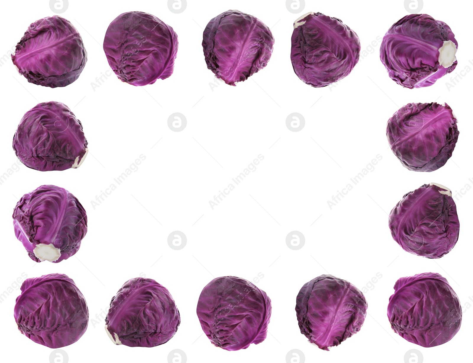 Image of Frame of whole red cabbages on white background