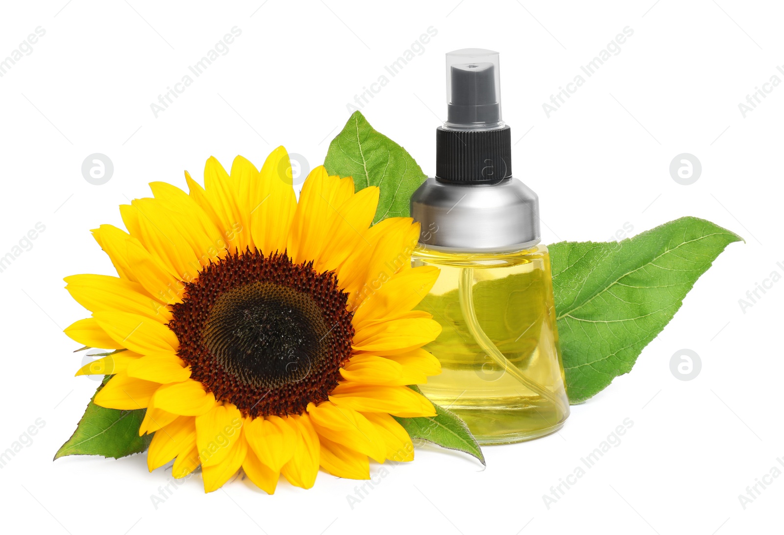Photo of Sunflower and spray bottle with cooking oil on white background