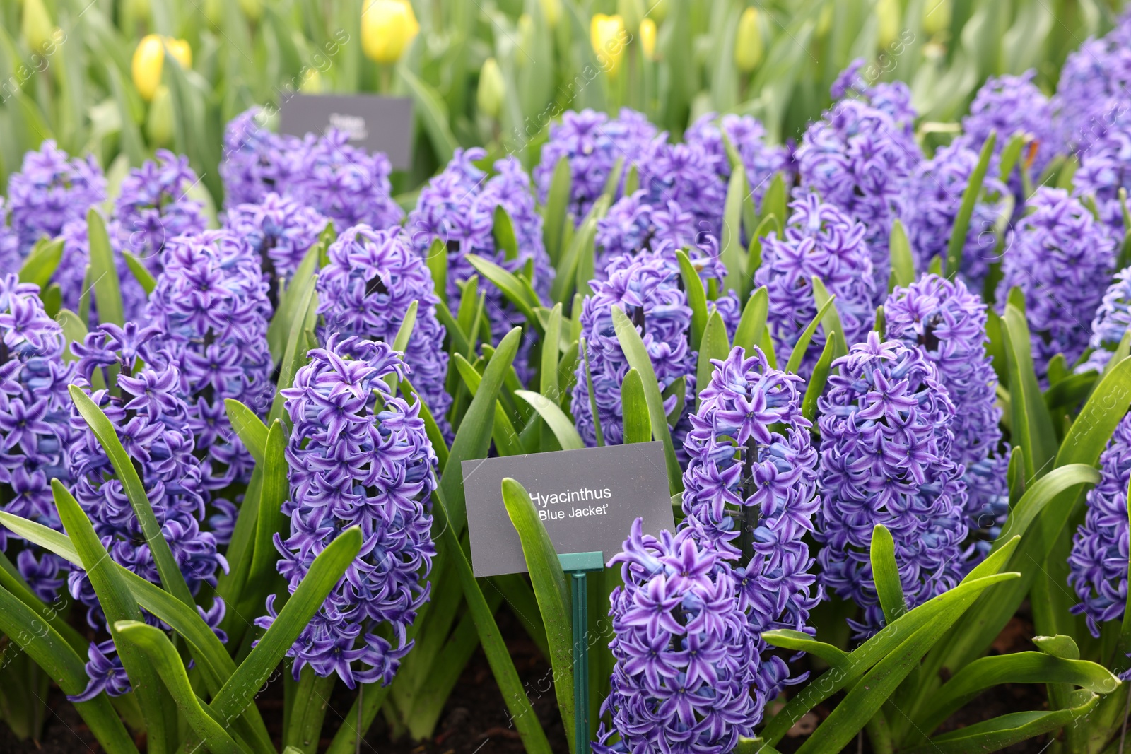 Photo of Beautiful blue hyacinth flowers growing outdoors, closeup