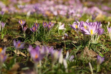 Many beautiful violet crocus flowers growing outdoors
