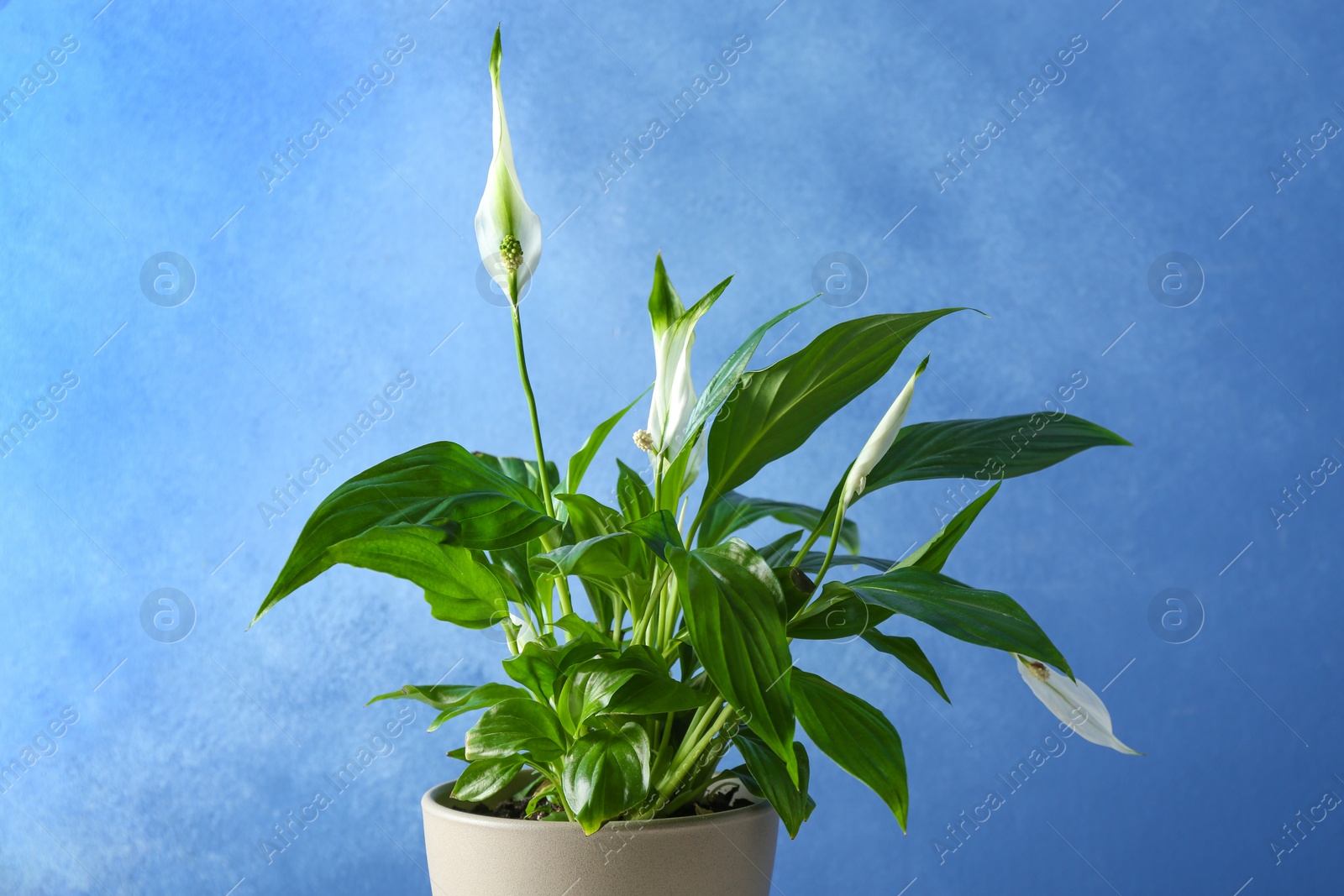 Photo of Pot with peace lily on color background