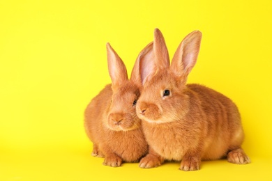 Photo of Cute bunnies on yellow background, space for text. Easter symbol