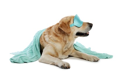 Photo of Cute Labrador Retriever with sleep mask under blanket resting on white background