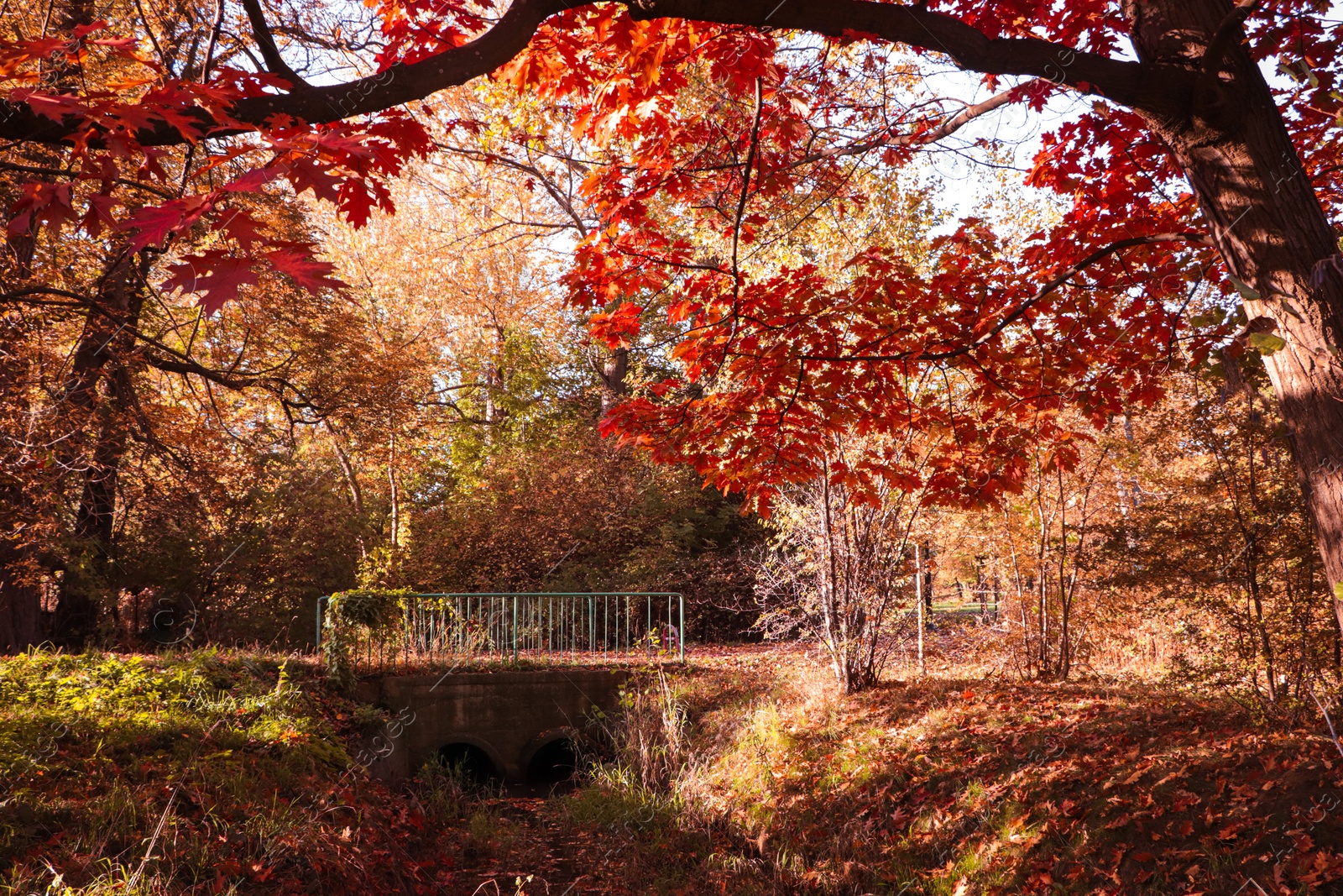 Photo of Picturesque view of park with beautiful trees. Autumn season