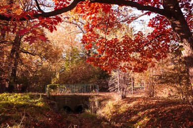 Picturesque view of park with beautiful trees. Autumn season