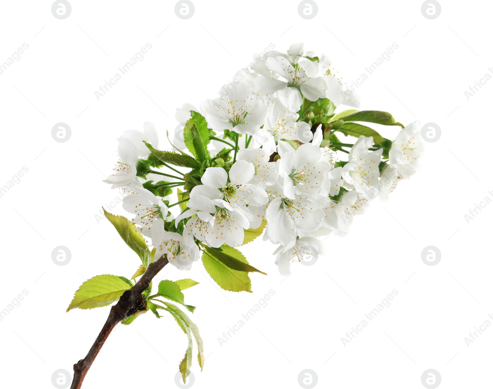 Photo of Beautiful blossoming branch on white background