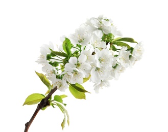 Photo of Beautiful blossoming branch on white background