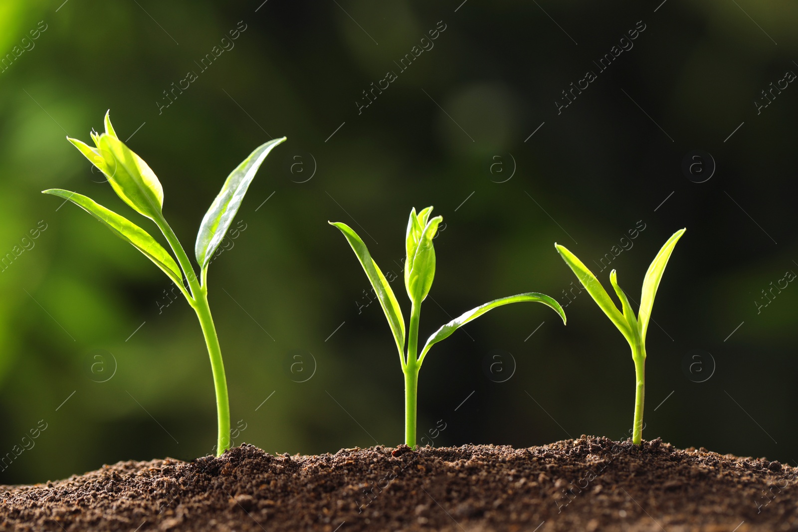 Photo of Fresh green seedlings growing on blurred background