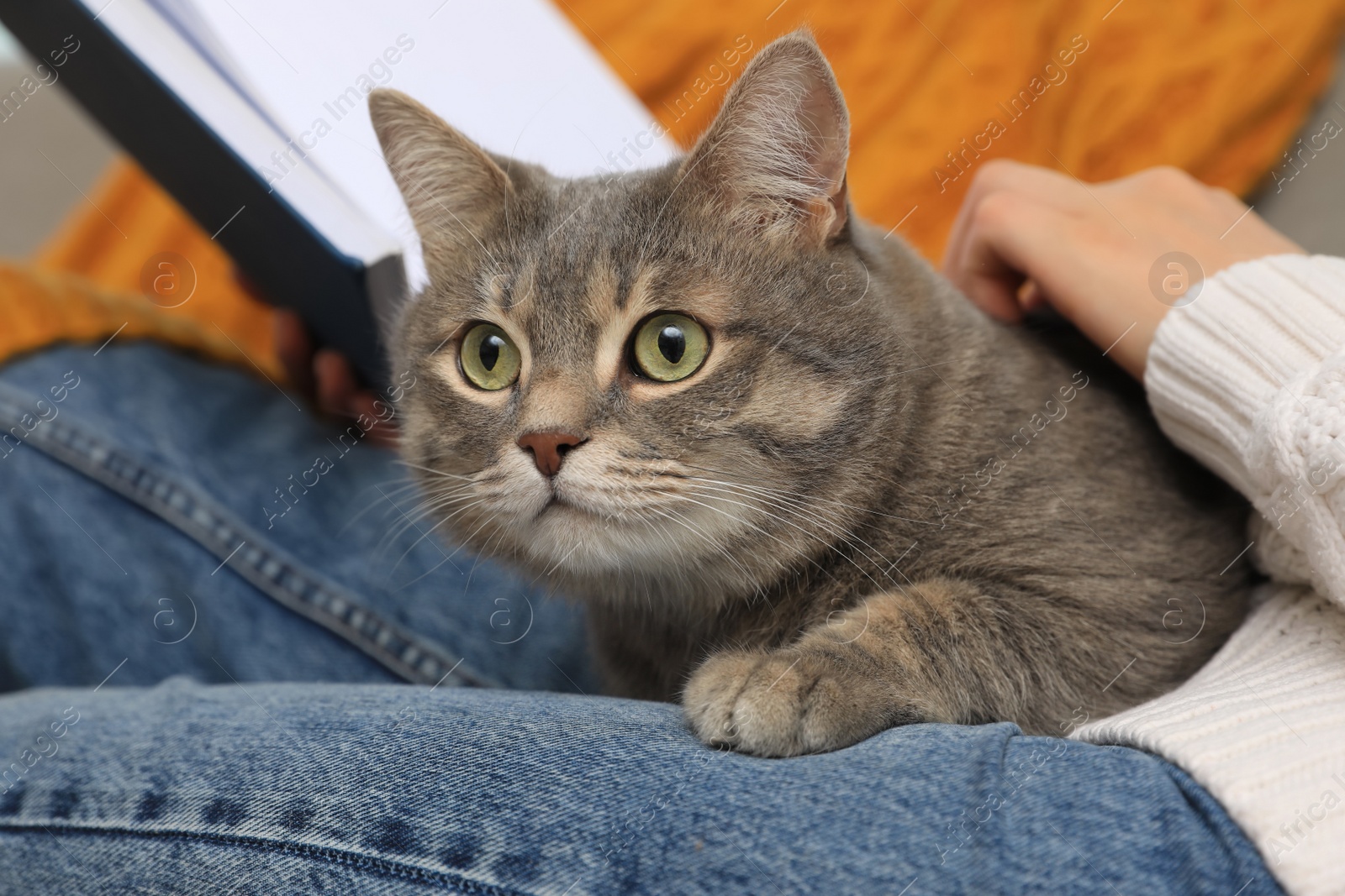 Photo of Woman with grey tabby cat reading book at home, closeup. Cute pet