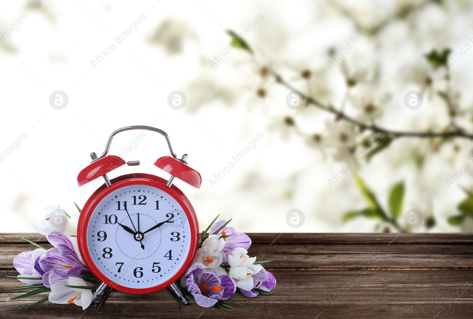 Image of Alarm clock and spring flowers on wooden table, space for text. Time change 