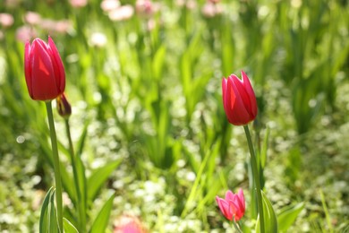 Photo of Beautiful pink tulips growing outdoors on sunny day, closeup
