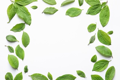 Photo of Frame made of green leaves on white background, top view. Space for text