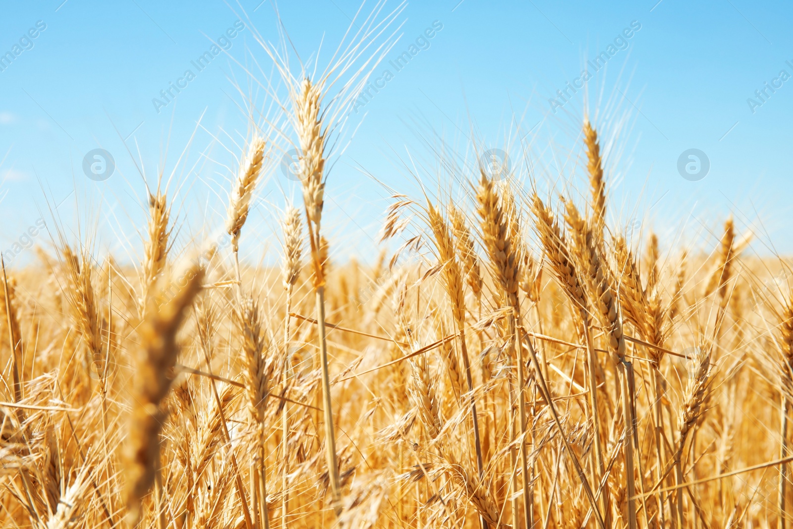 Photo of Wheat field on sunny day. Cereal farming