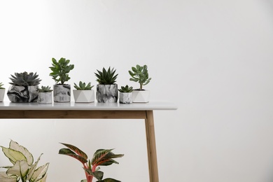 Beautiful potted succulents on table, space for text. Interior decoration