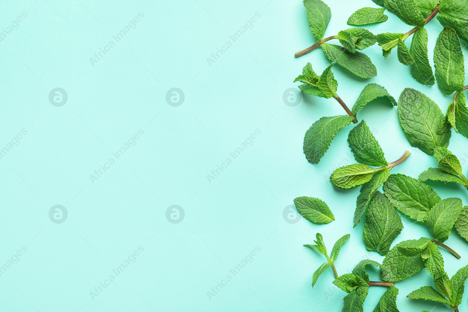 Photo of Fresh green mint leaves on blue background, flat lay. Space for text