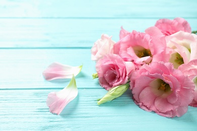 Beautiful fresh Eustoma flowers on light blue wooden table, closeup view. Space for text