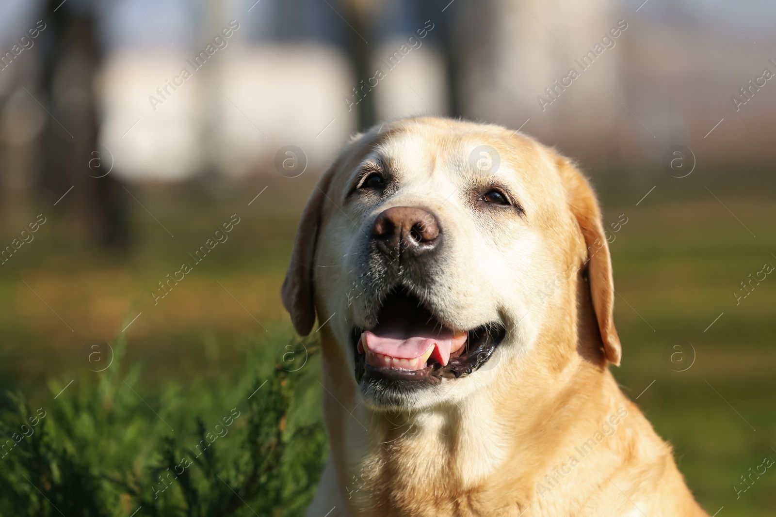 Photo of Yellow Labrador in park on sunny day