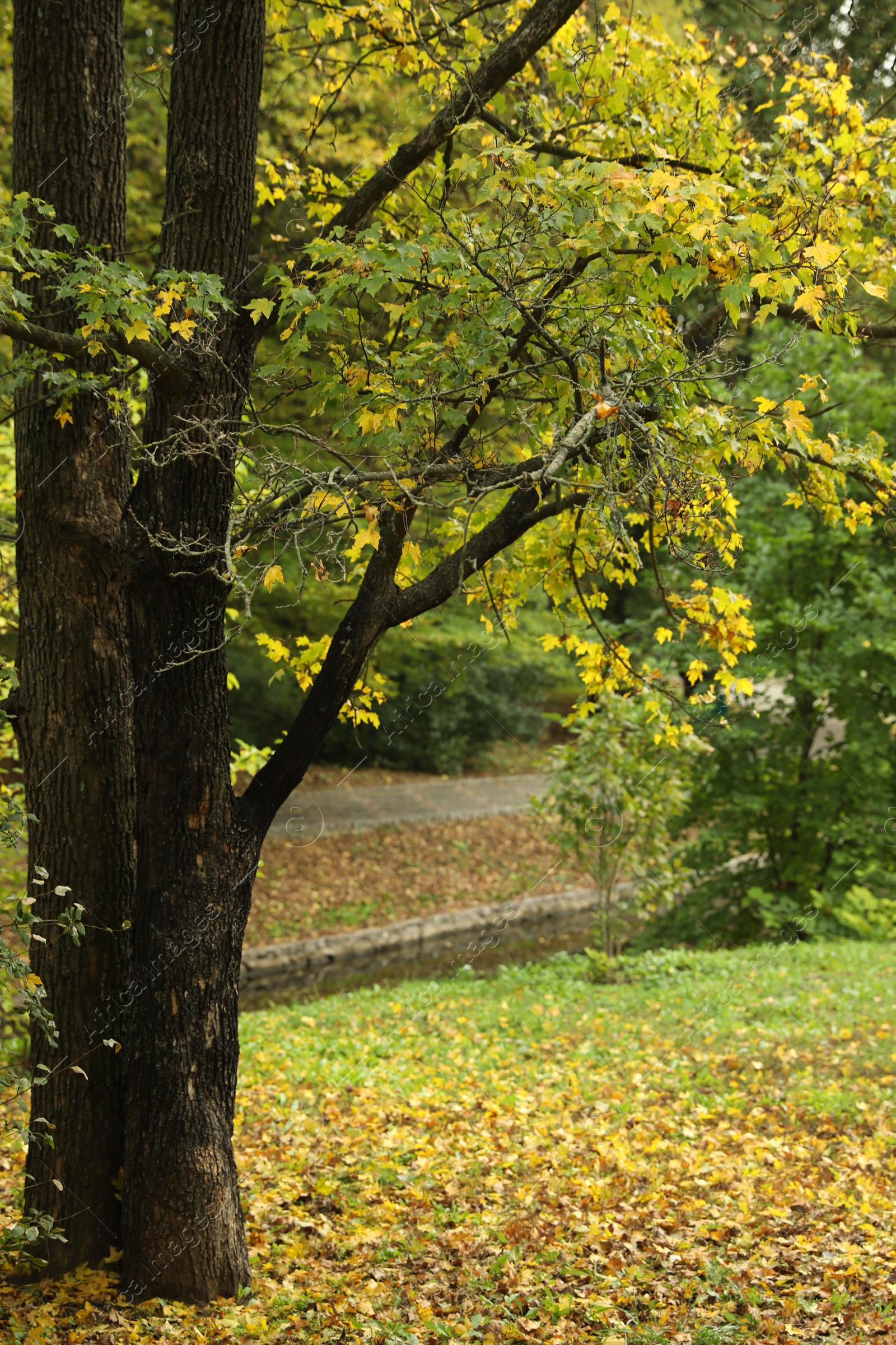 Photo of Beautiful view of park with trees on autumn day