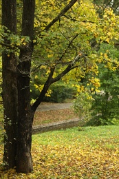 Beautiful view of park with trees on autumn day