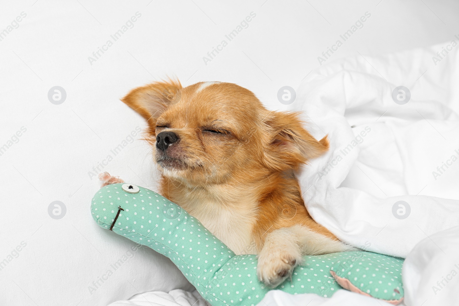 Photo of Cute small Chihuahua dog with toy sleeping on bed