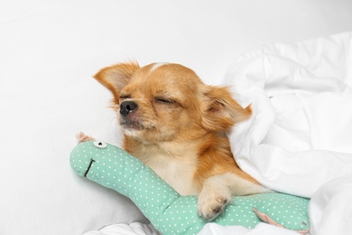 Photo of Cute small Chihuahua dog with toy sleeping on bed