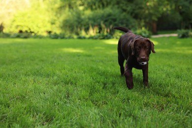 Photo of Adorable Labrador Retriever dog with ball walking in park, space for text