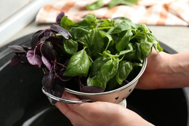 Photo of Woman with metal colander of different fresh basil leaves above sink, closeup