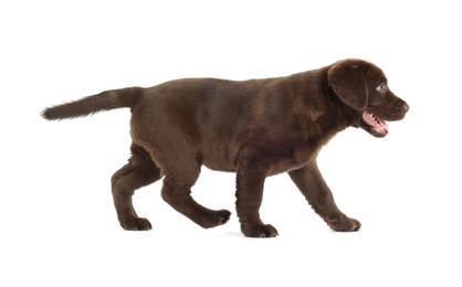 Photo of Cute chocolate Labrador Retriever puppy on white background