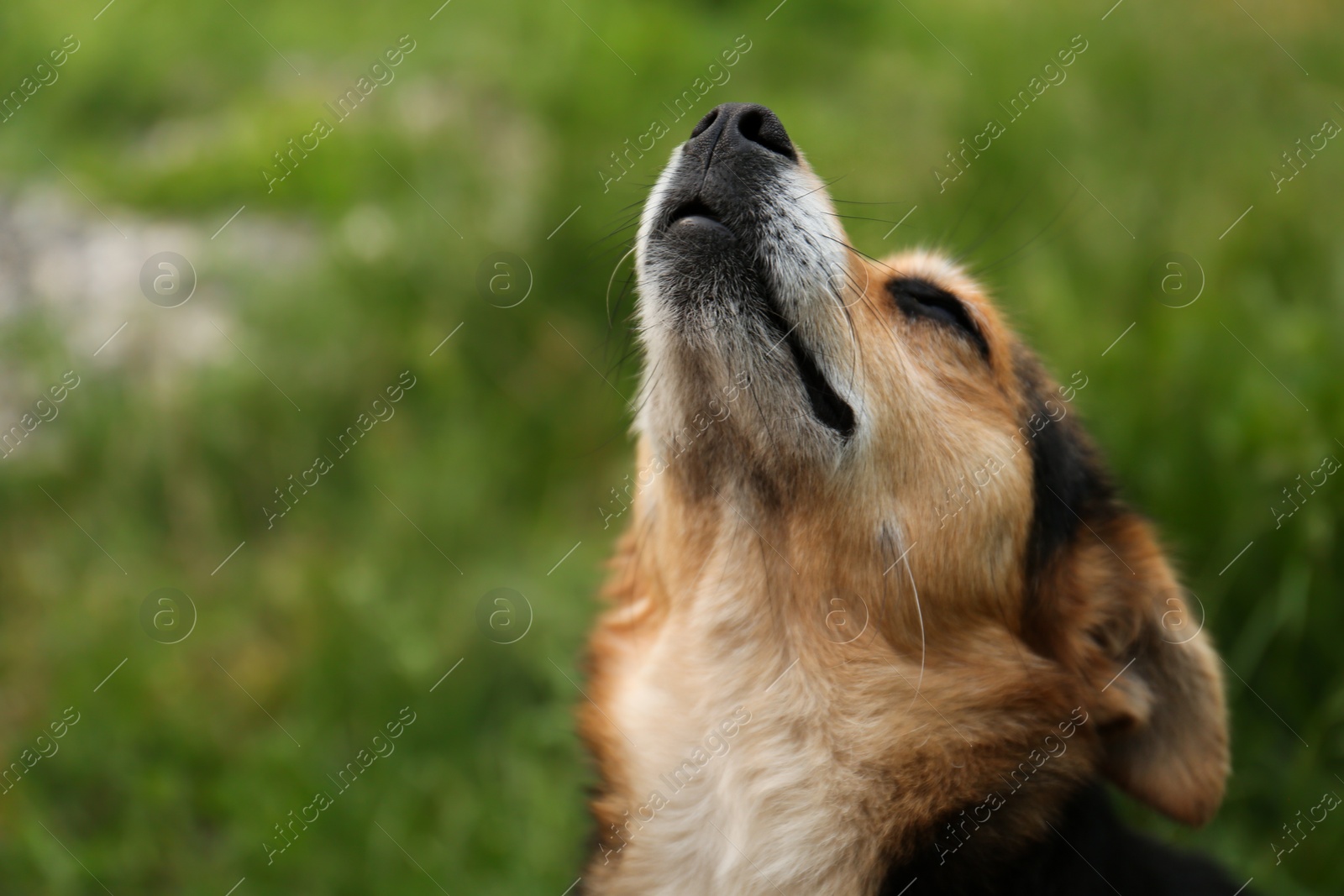 Photo of Cute dog on blurred background, closeup. Space for text