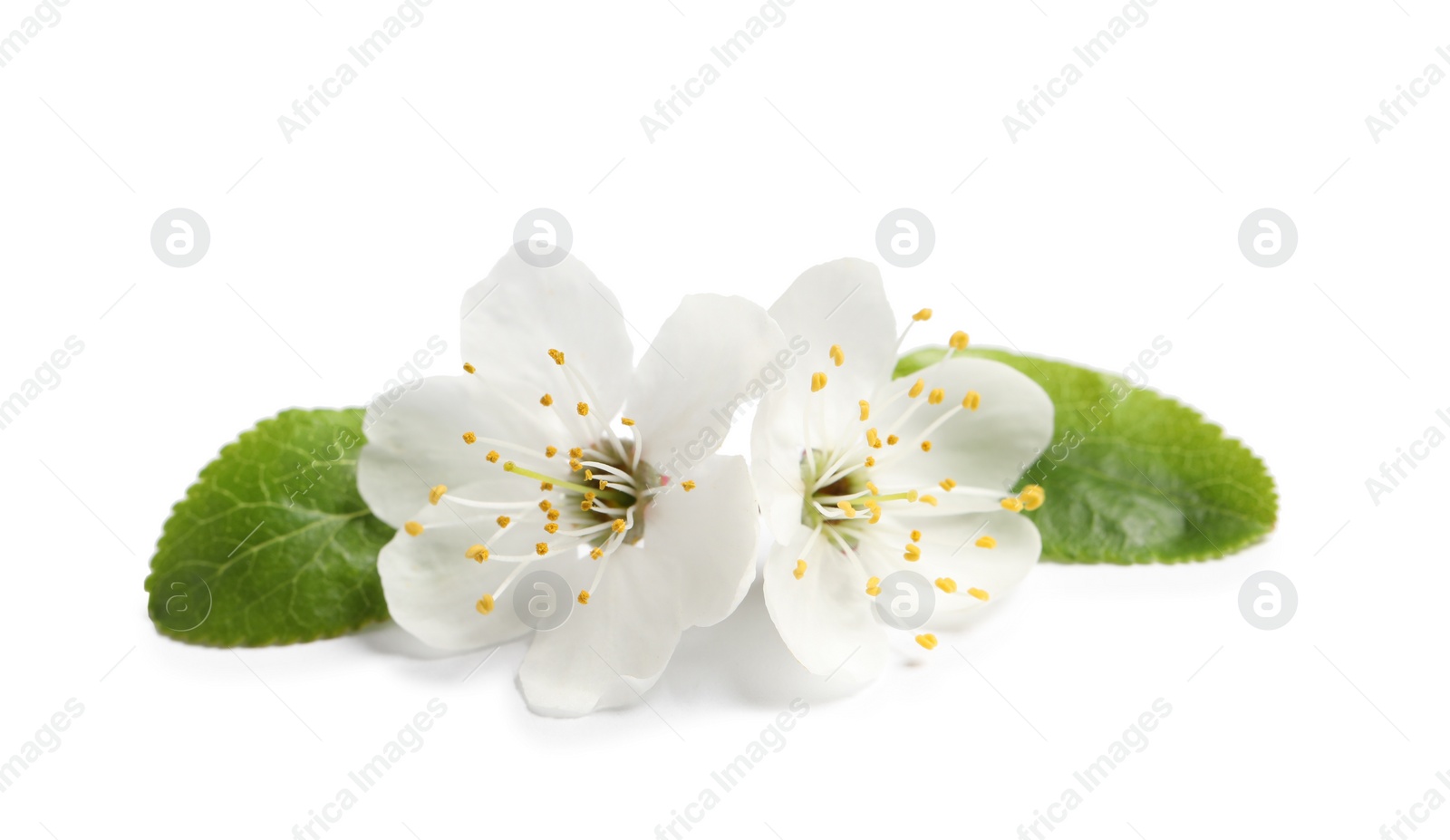 Photo of Beautiful cherry blossoms with green leaves isolated on white