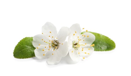 Beautiful cherry blossoms with green leaves isolated on white