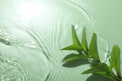 Photo of Fresh branch in water on light green background, top view. Space for text