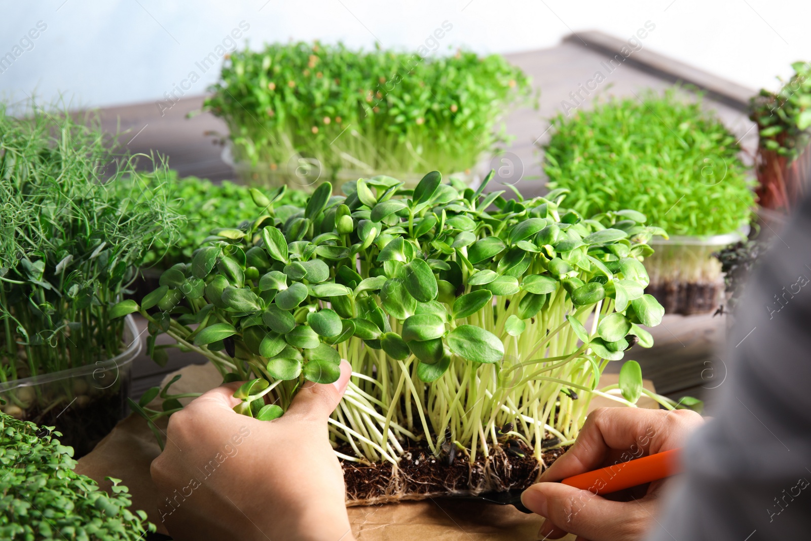 Photo of Woman taking care of microgreen at wooden table, closeup