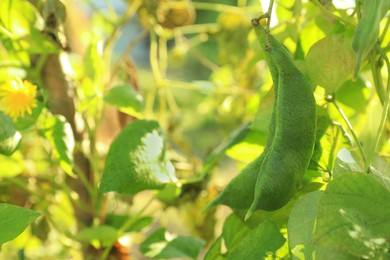 Fresh green beans growing outdoors on sunny day, closeup