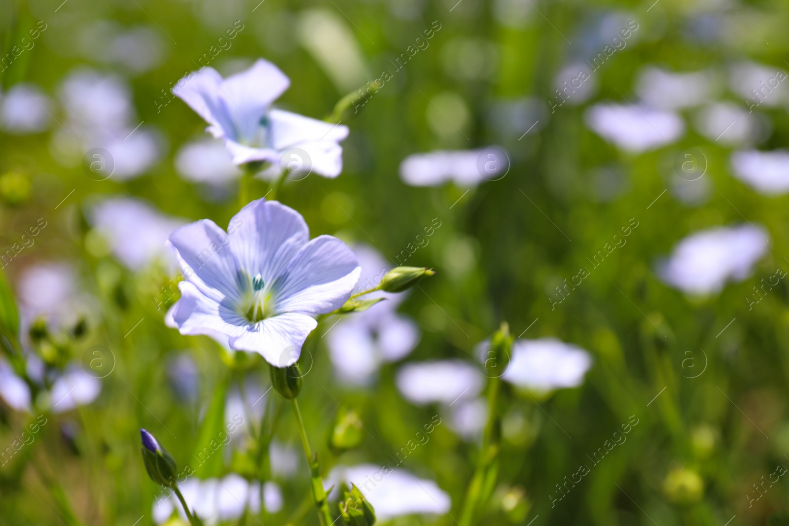 Photo of Closeup view of beautiful blooming flax field