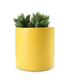 Photo of Beautiful succulent plant in painted tin can isolated on white. Home decor