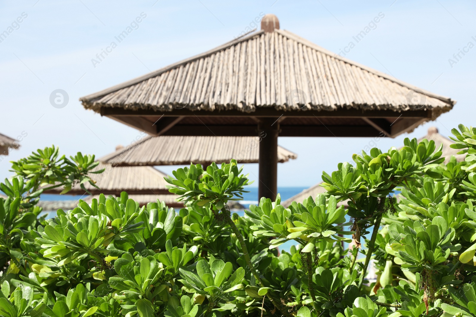 Photo of Exotic plants and beach umbrellas at tropical resort on sunny day