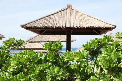 Exotic plants and beach umbrellas at tropical resort on sunny day